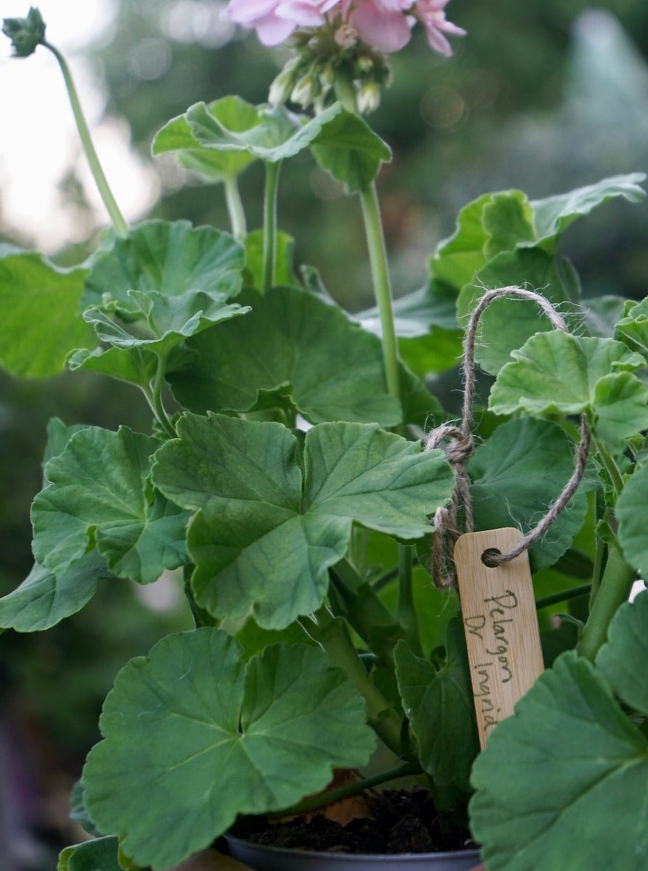 Pelargonium 'Dronning Ingrid'