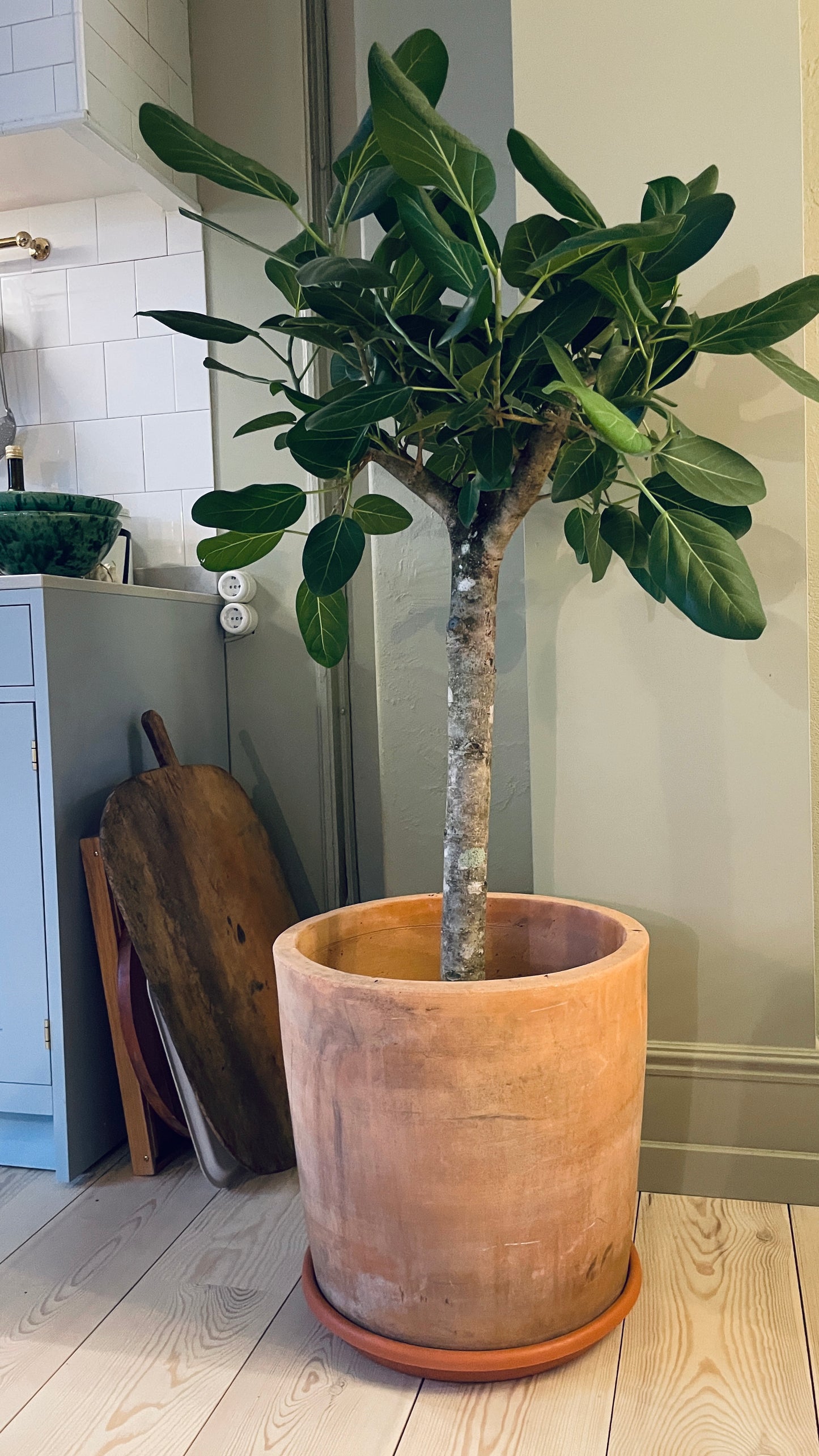 Ficus Benghalensis