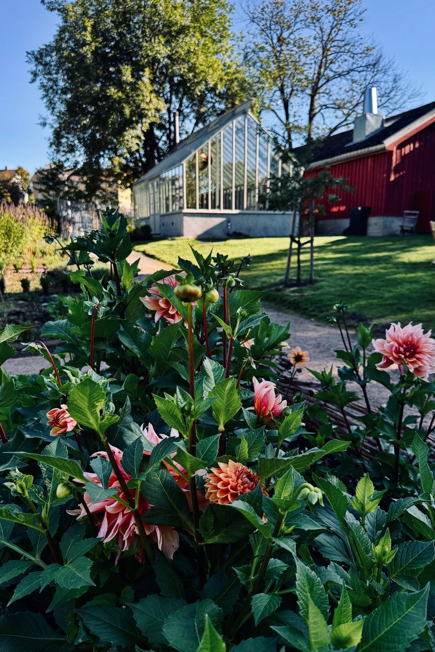 Lær mer om georginer på Fåbro Gård!