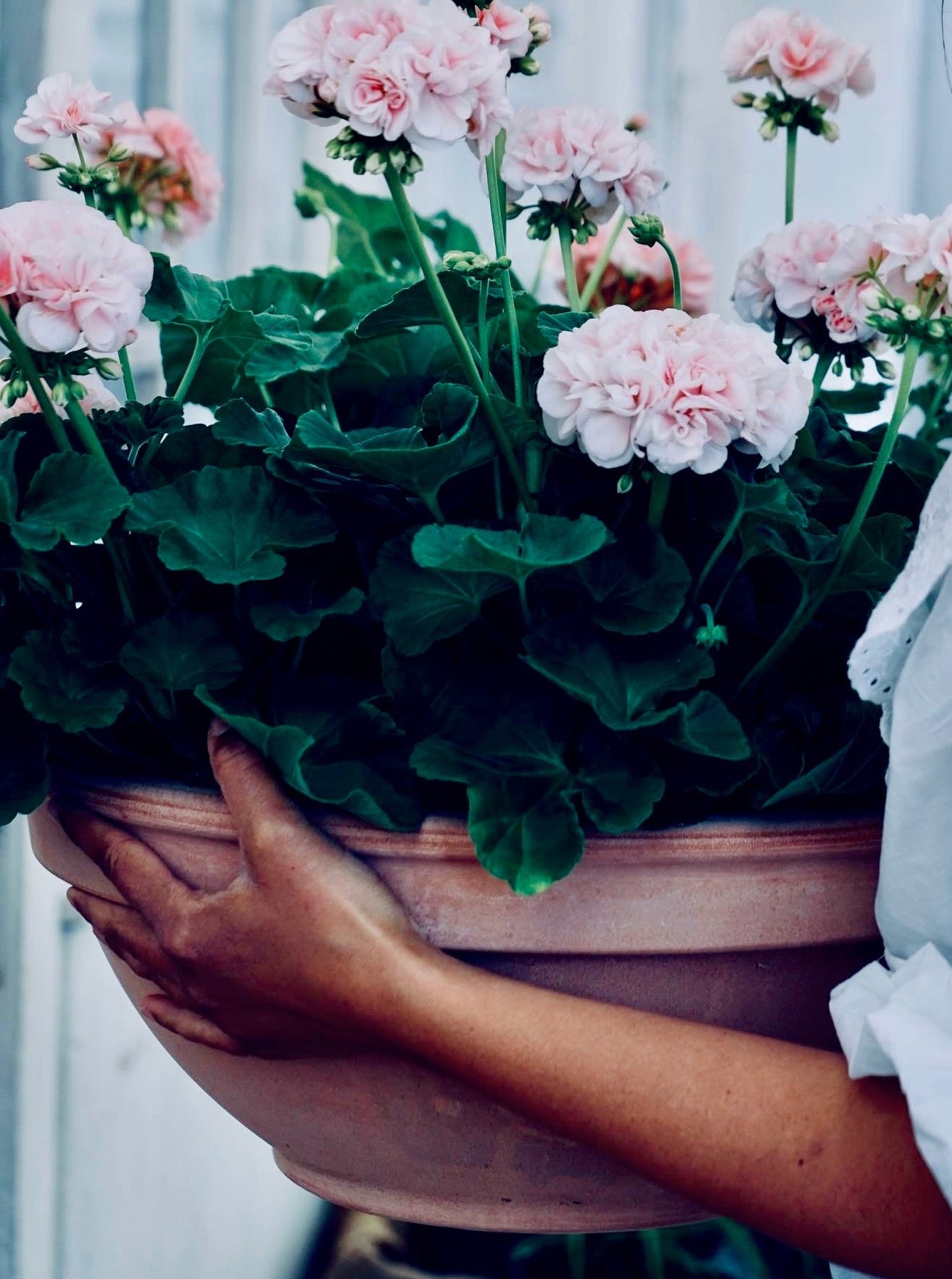 Pelargonium 'Dronning Ingrid'