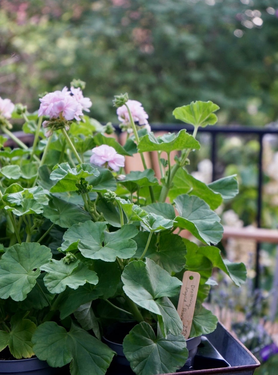Pelargonium 'Dronning Ingrid'