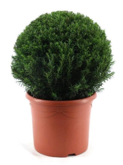 Formklippet Taxus Baccata