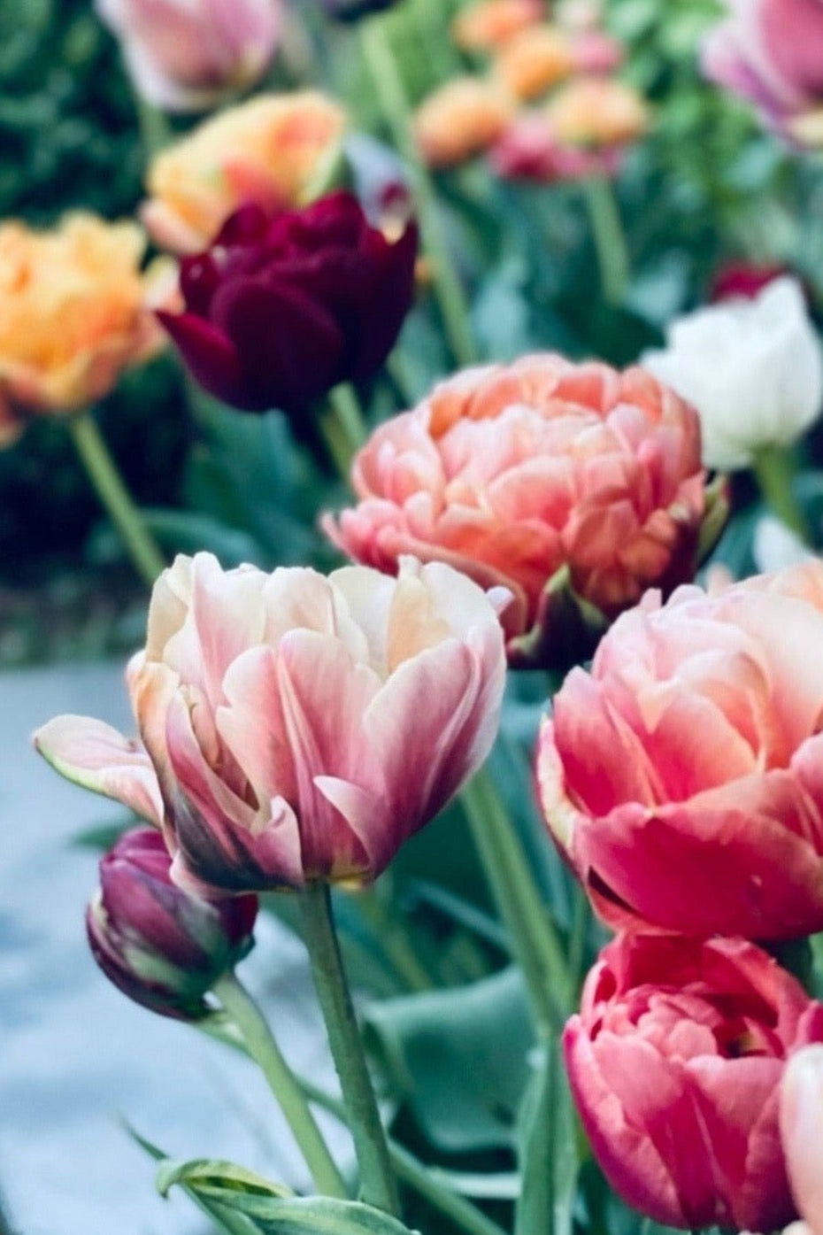 Vakre tulipanløker