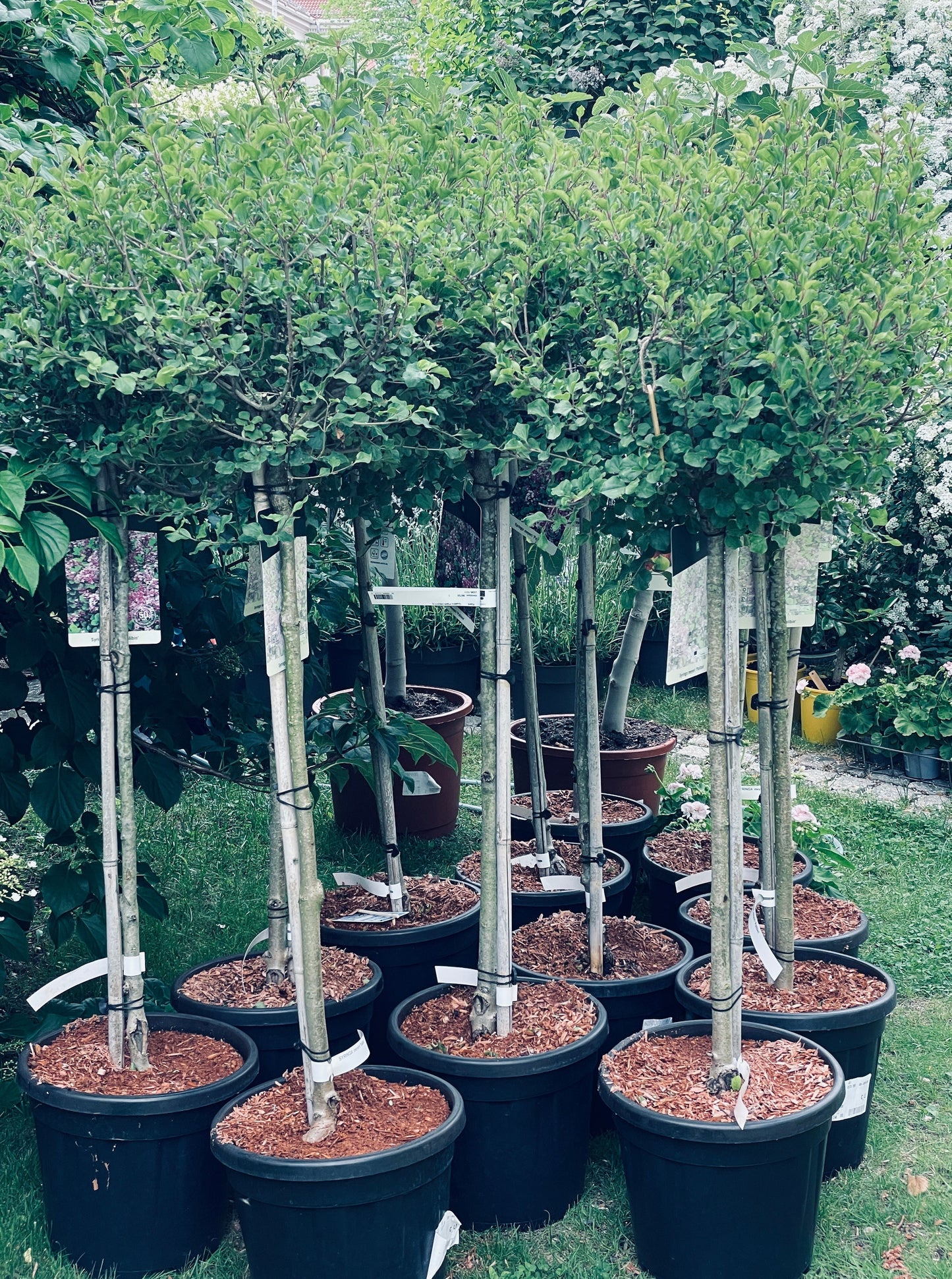 Oppstammet Dvergsyrin (Syringa meyeri 'Palibin')