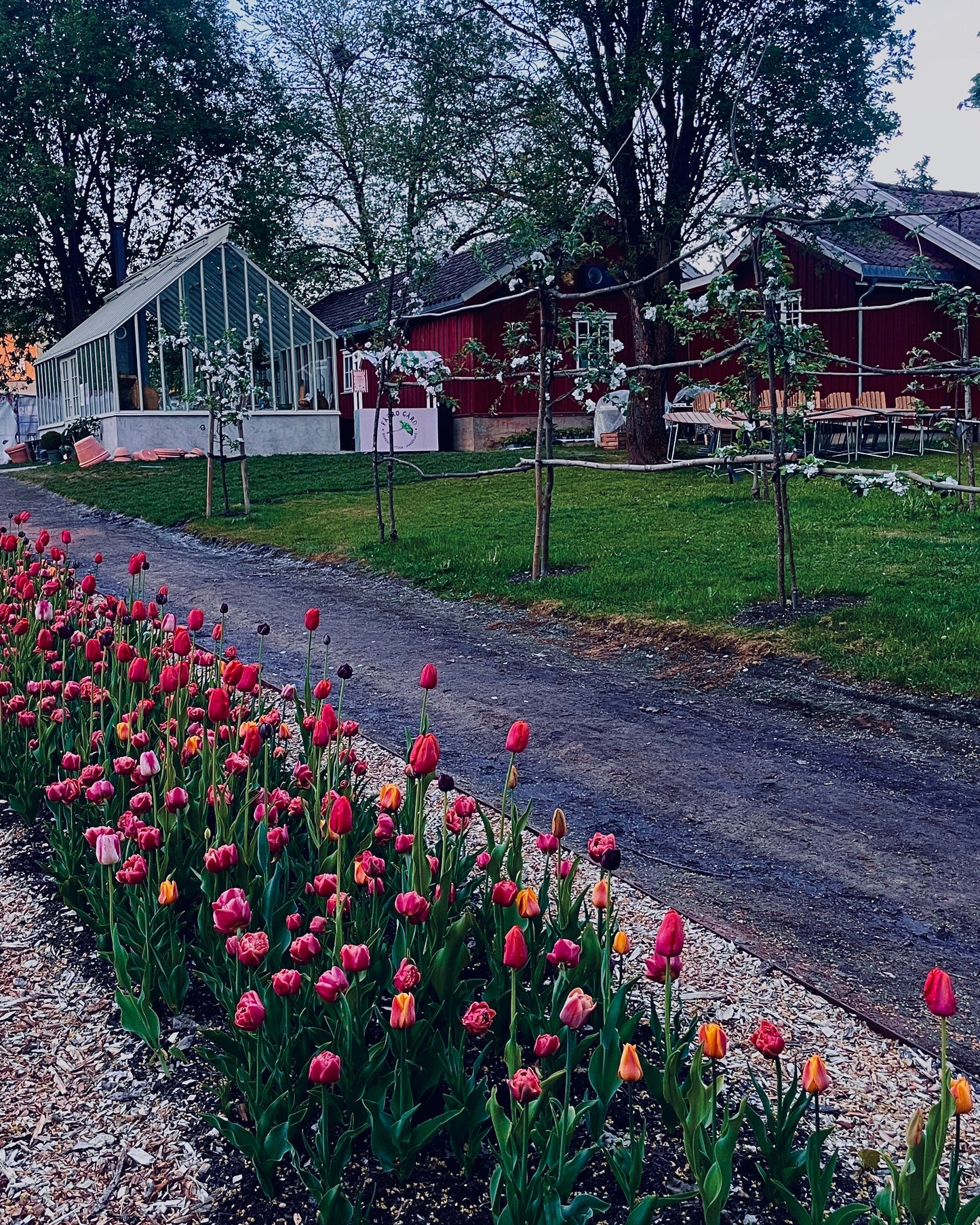Selvplukk av tulipaner på Fåbro Gård onsdagen den 27. mai