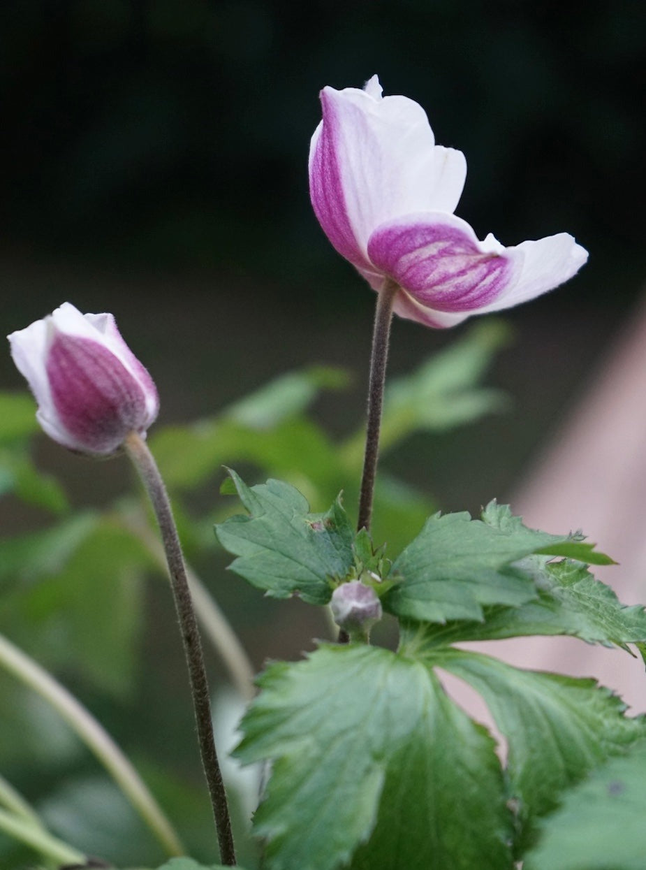 Anemone Hybrida Dainty Swan