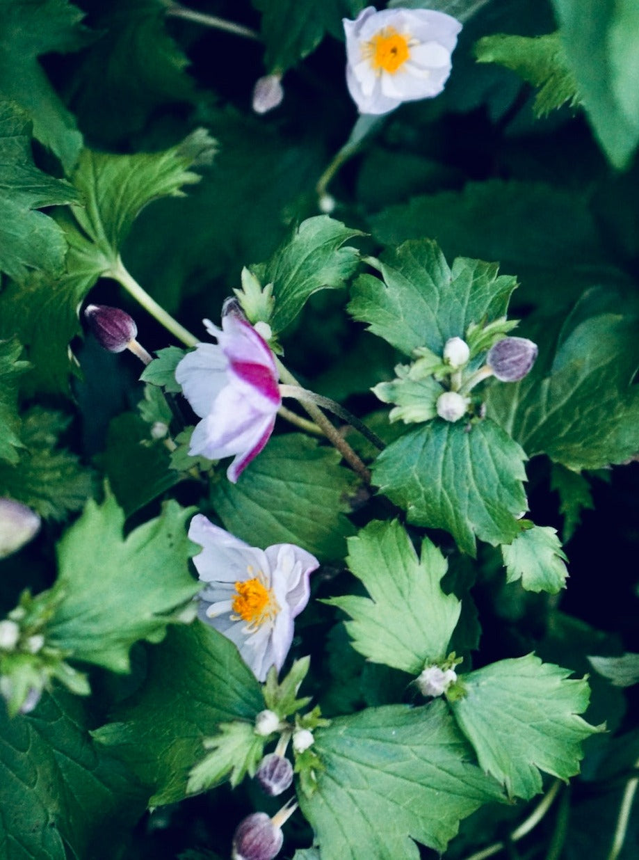 Anemone Hybrida Dainty Swan