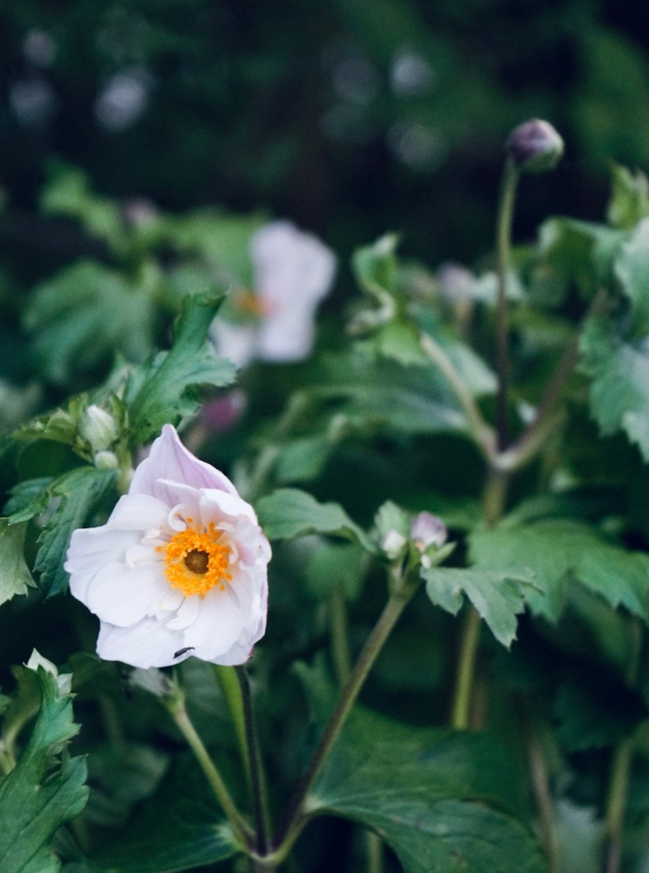 Anemone Hybrida Dainty Swan