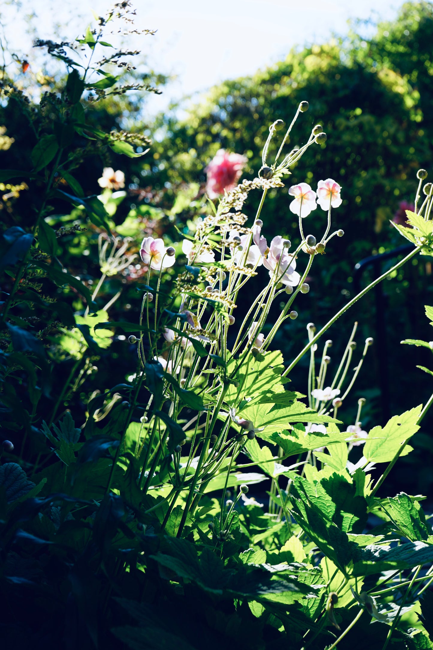 Kurs - Slik skaper du et vakkert staudebed 14. april 2026